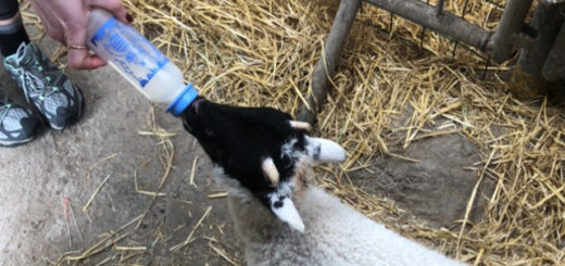 Feed a baby lamb on the Dingle Peninsula