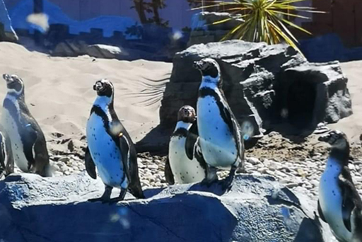 Dingle Oceanworld Aquarium, get up to 10% off ticket prices with Trident Holiday Homes. 