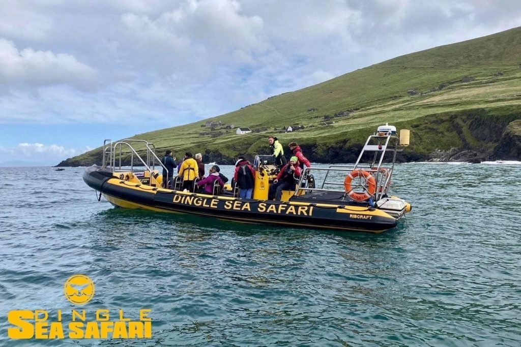 Dingle Sea Safari - voted the number one activity to do while visiting the Dingle Peninsula